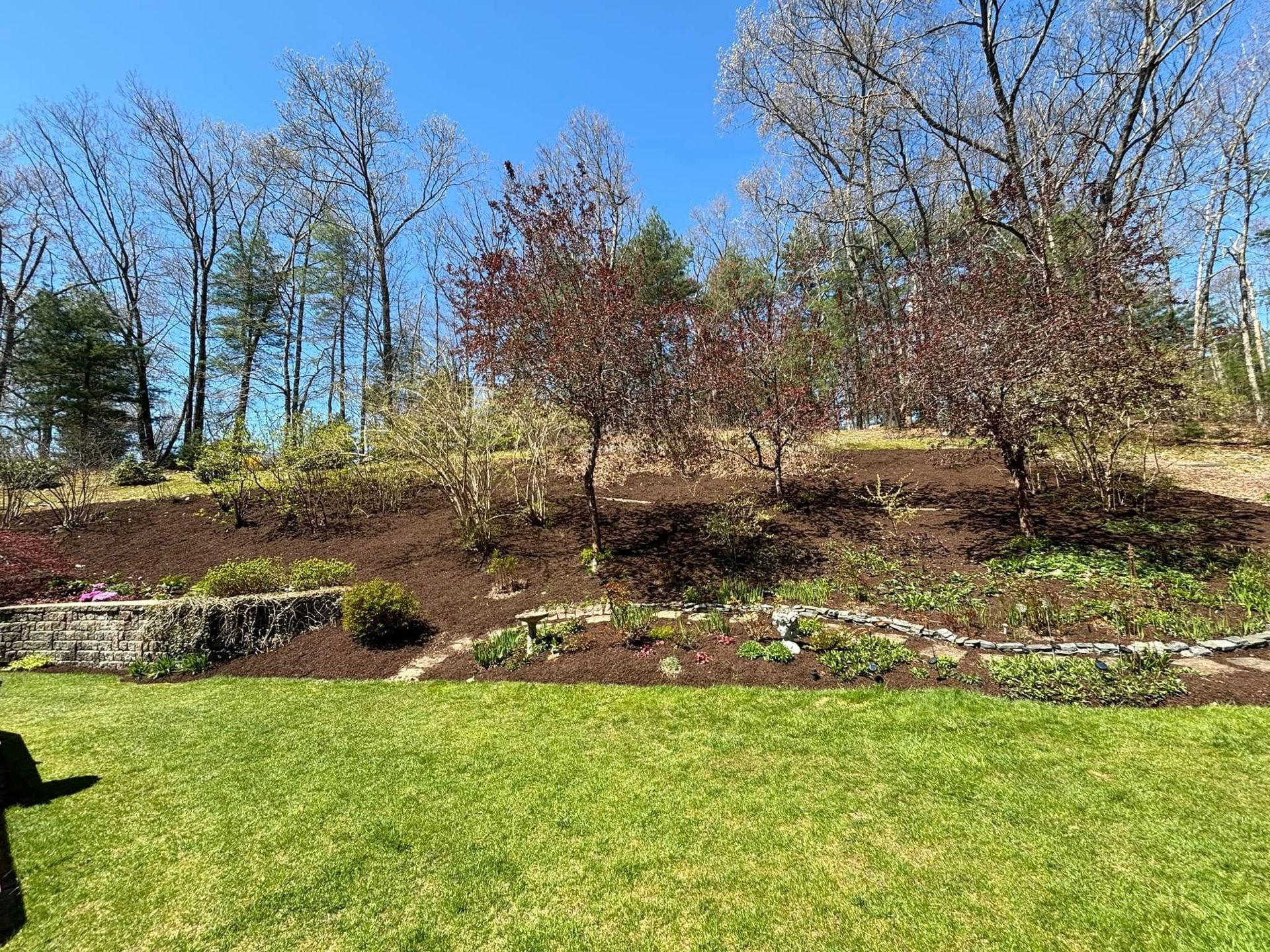 A lush green lawn with trees in the background on a sunny day.