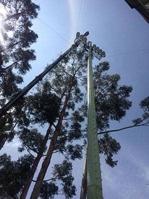Una grúa está cortando un árbol junto a un poste de luz.