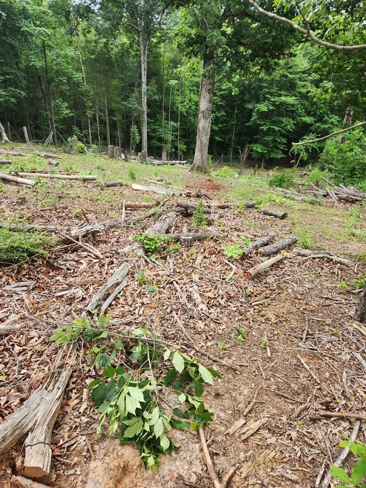 Clearing in a forest, with cut trees, exposed earth, and new growth.