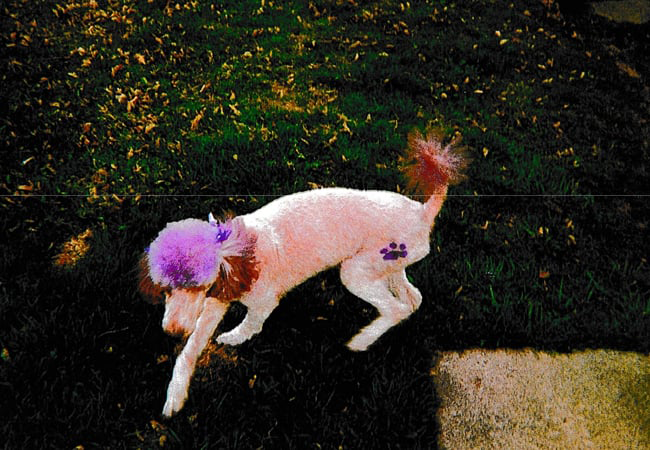 Groomed Poodle — Hilton, NY — K-9 Boarding Kennels