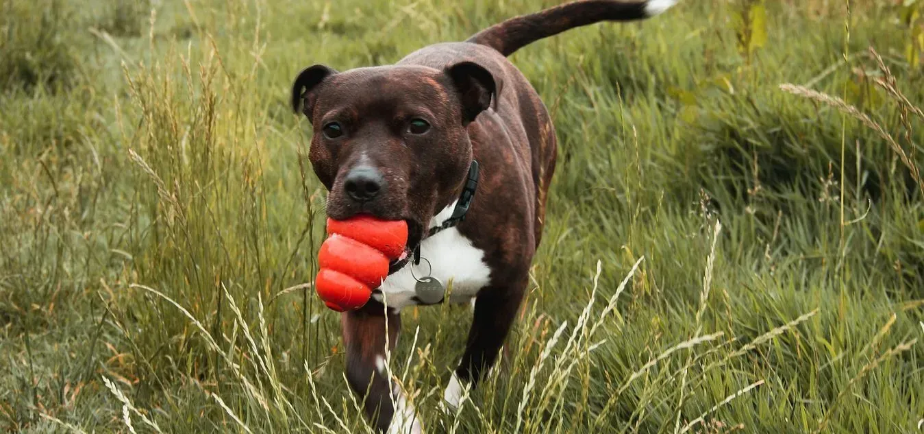 Black and white dog with tall ears wearing a pink collar, resting on green grass.