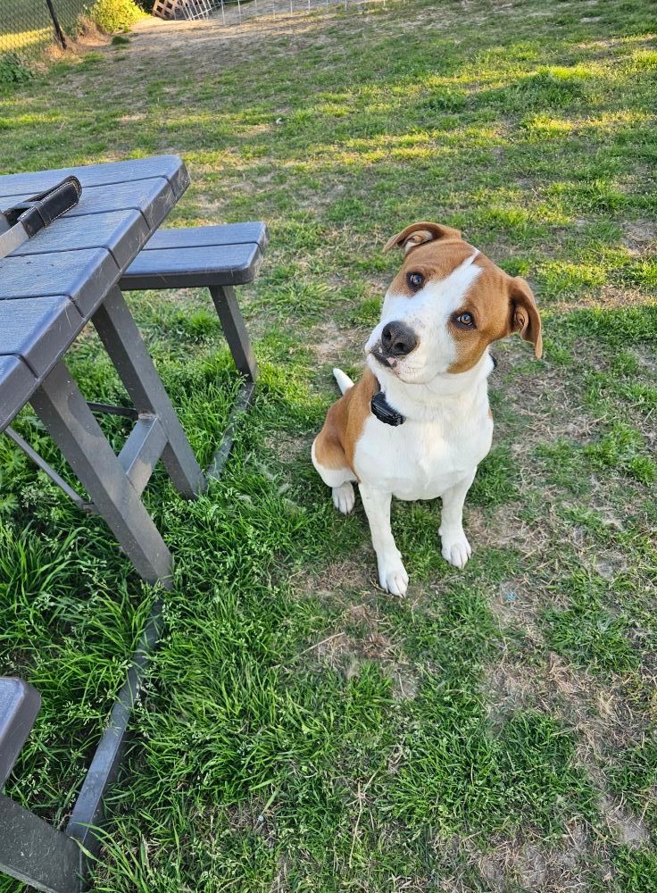 Dog with brown and white fur sits on grass next to a picnic table.