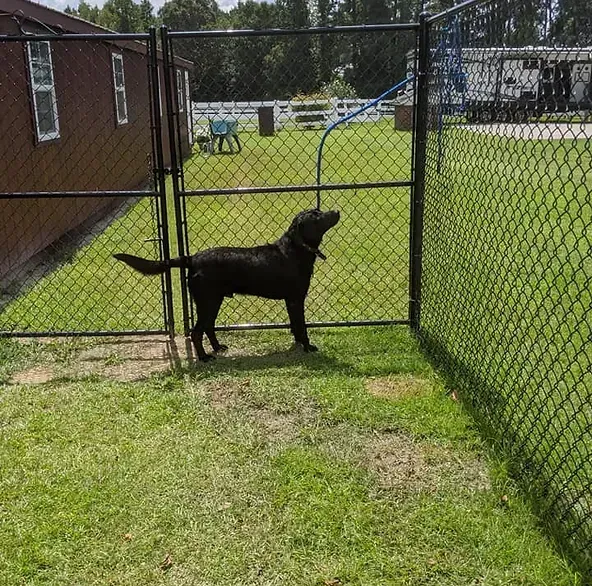 Black dog standing behind a chain link fence, looking towards the right, in a grassy area.