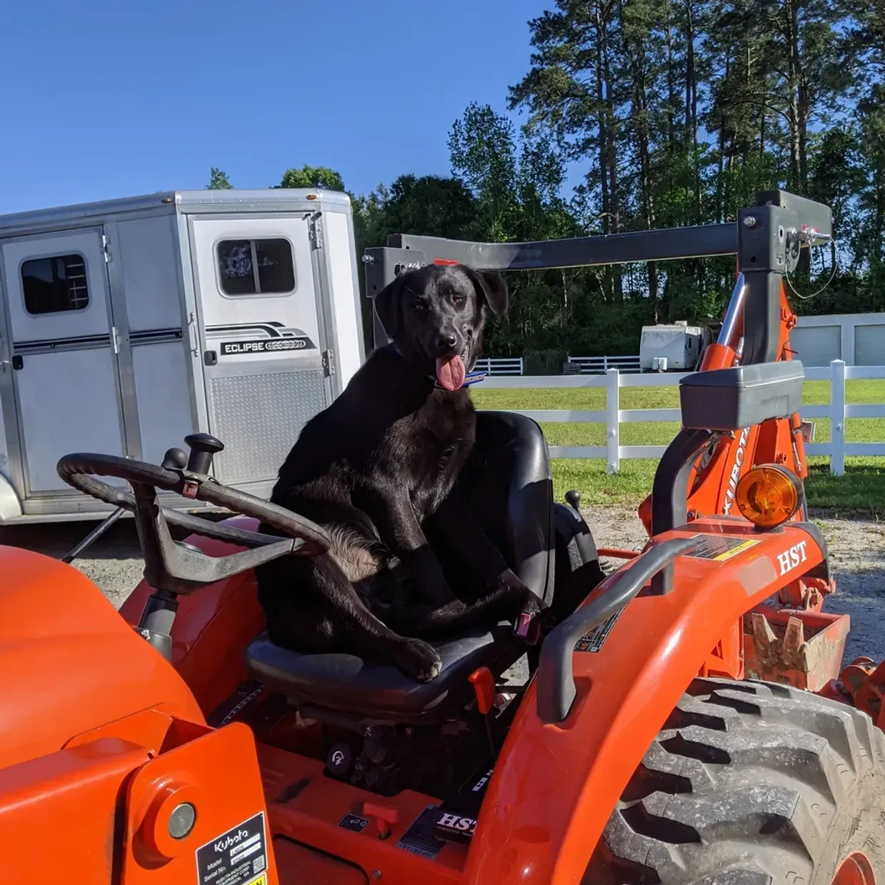 Black dog sitting on the seat of an orange tractor, with a horse trailer in the background.