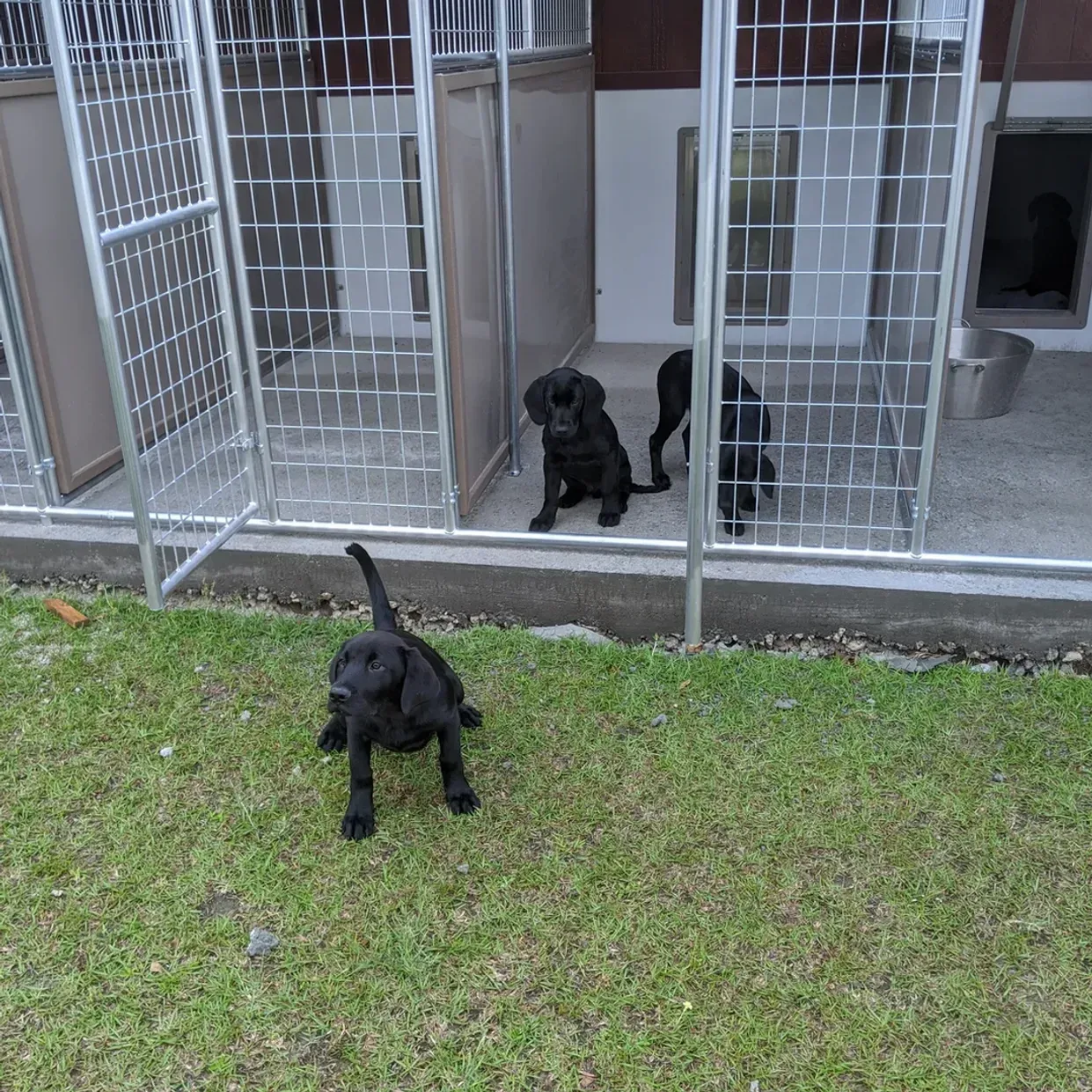 Three black Labrador puppies, two behind a metal fence and one in front, on green grass.