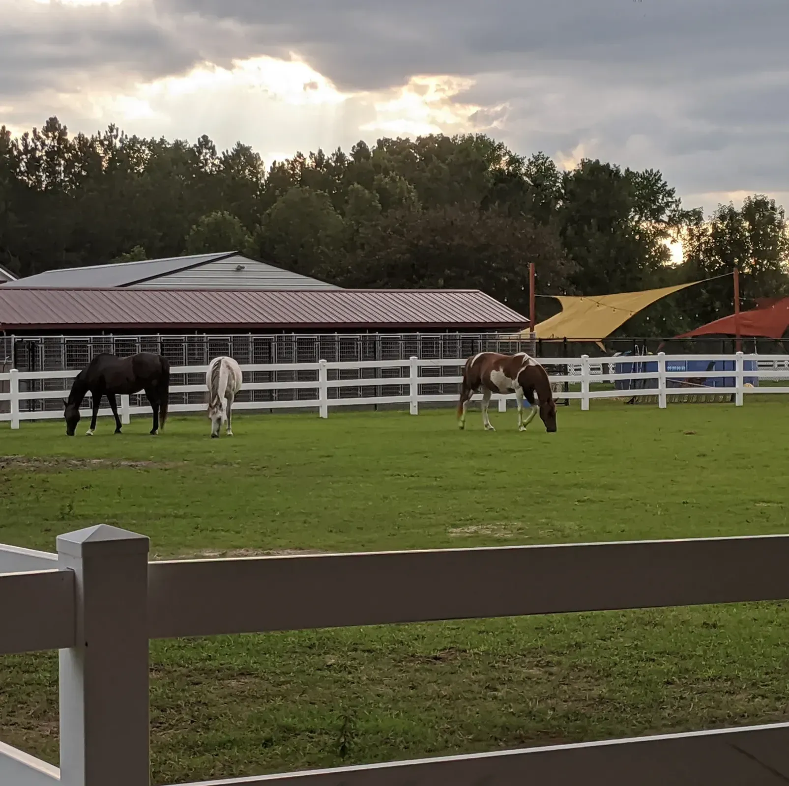 Horses grazing in a grassy field, white fence, barn, cloudy sky.