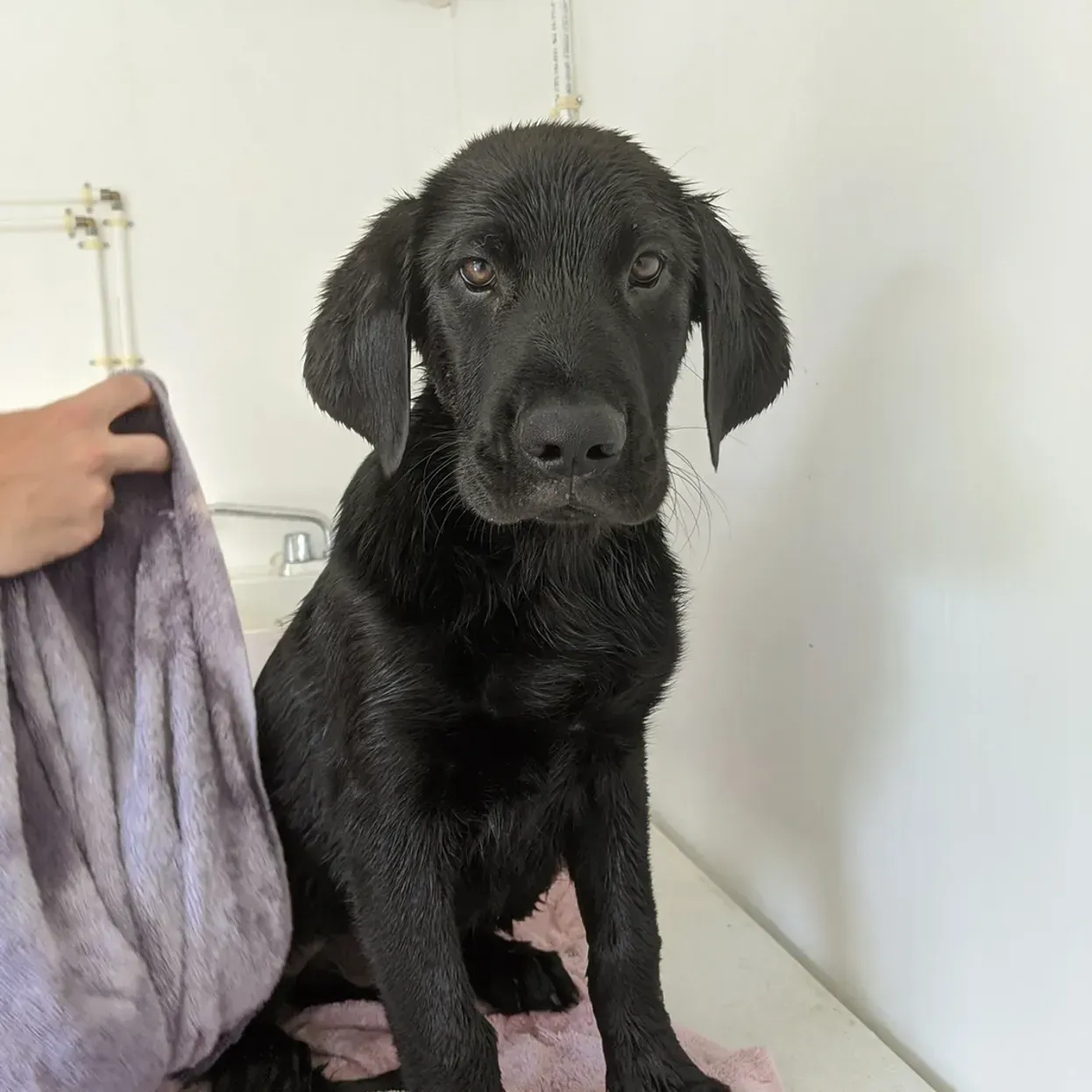 Black Labrador puppy sitting on a white surface, being dried with a towel.