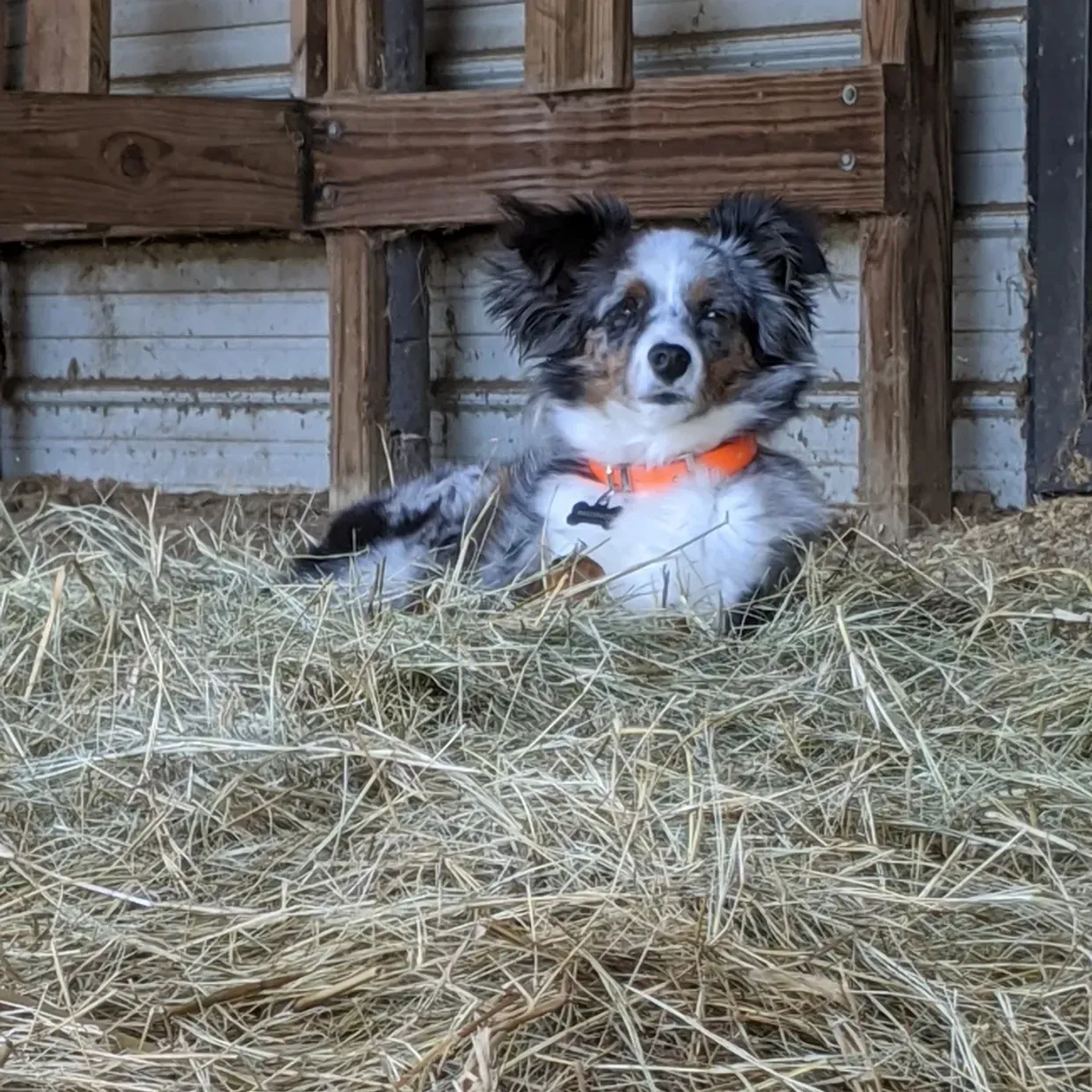Dog with blue merle coat rests on hay; wearing an orange collar in a barn.