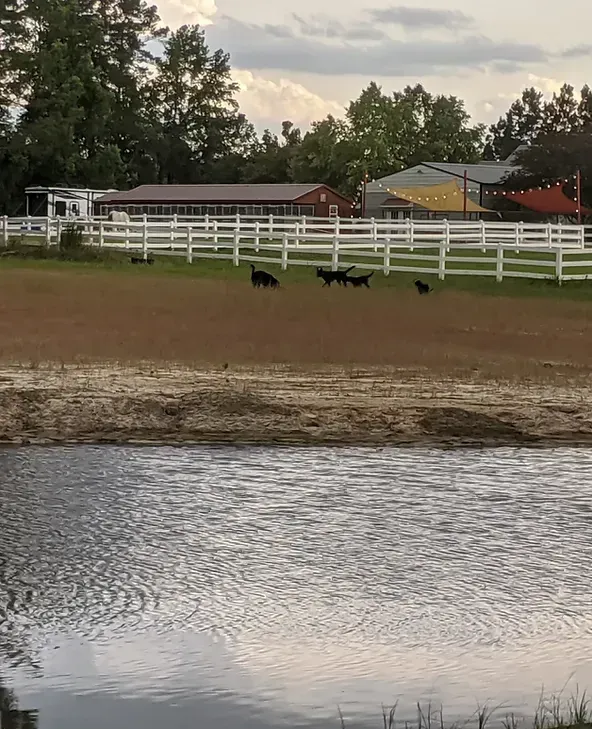 Dogs running on brown field, white fence, and pond in foreground. Trees and buildings in the background.