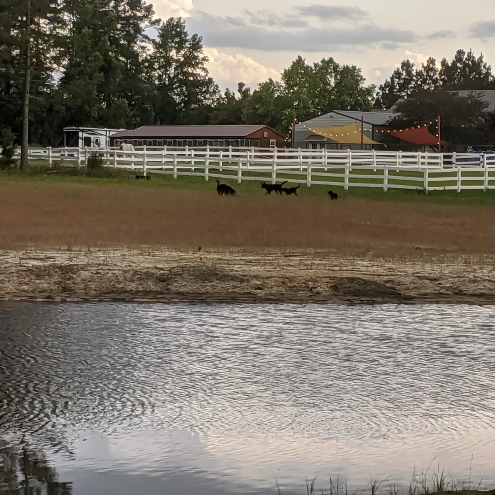 A pond in front of a fenced field with several dogs running; buildings and trees in the background.