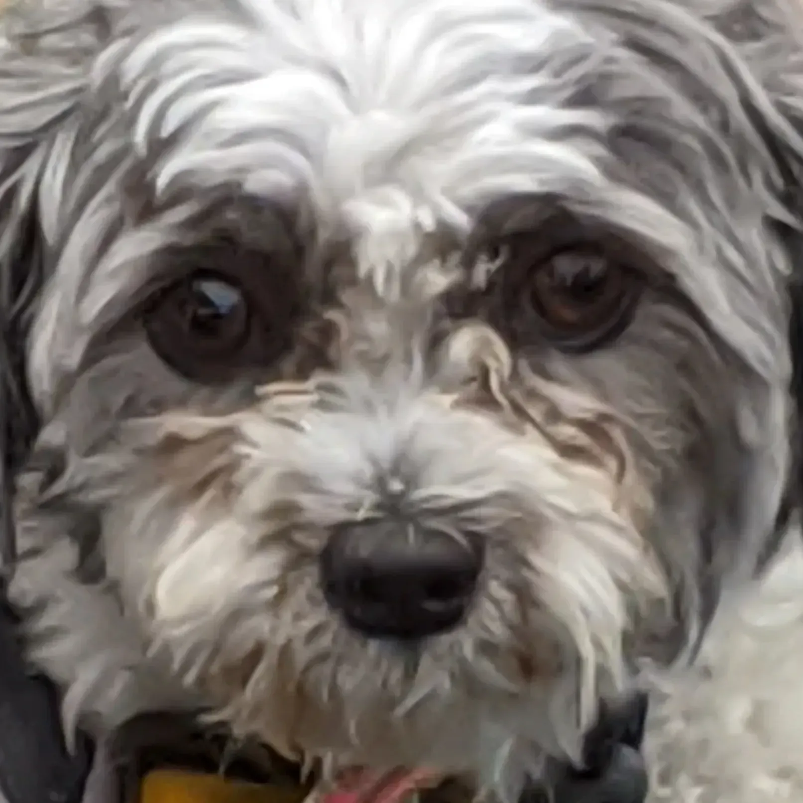 Close-up of a small, fluffy dog with brown eyes and a black nose, speckled gray and white fur.