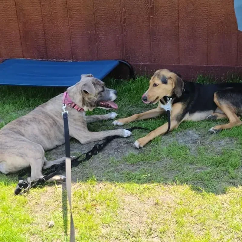 Two dogs on grass, one tan and one black. They are lying down and touching paws.