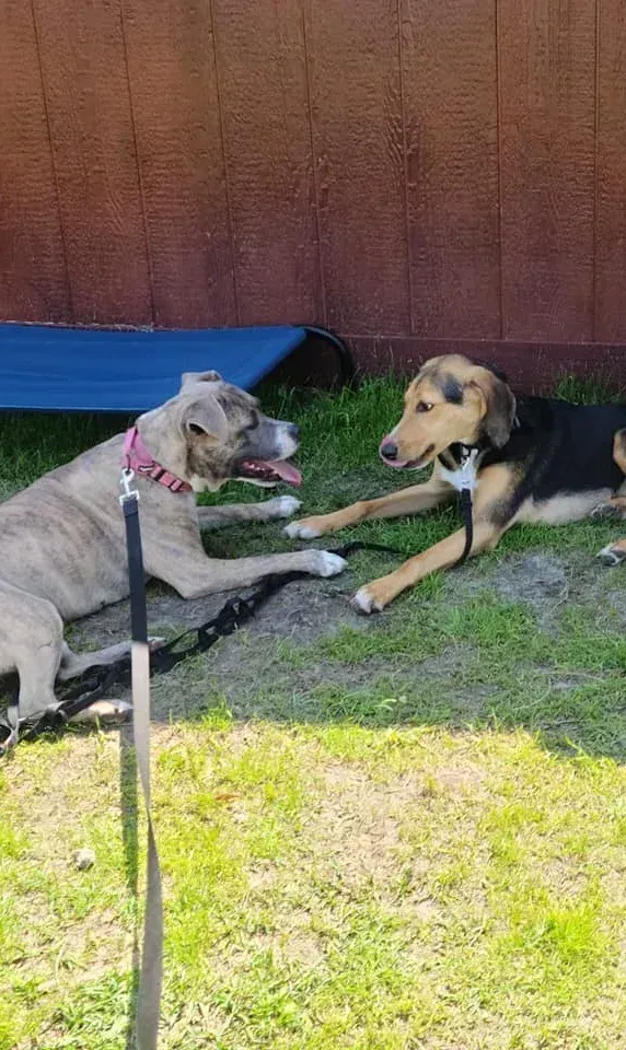 Two dogs lying on grass, touching paws. 