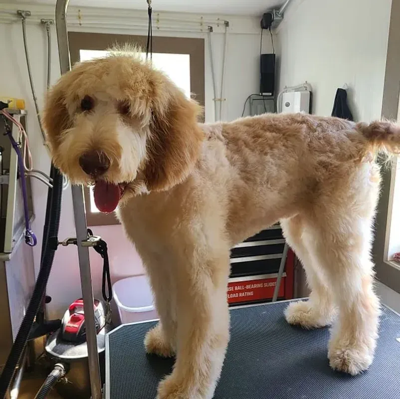 Goldendoodle dog on grooming table, freshly groomed. Tan fur, pink tongue, happy expression, indoor setting.