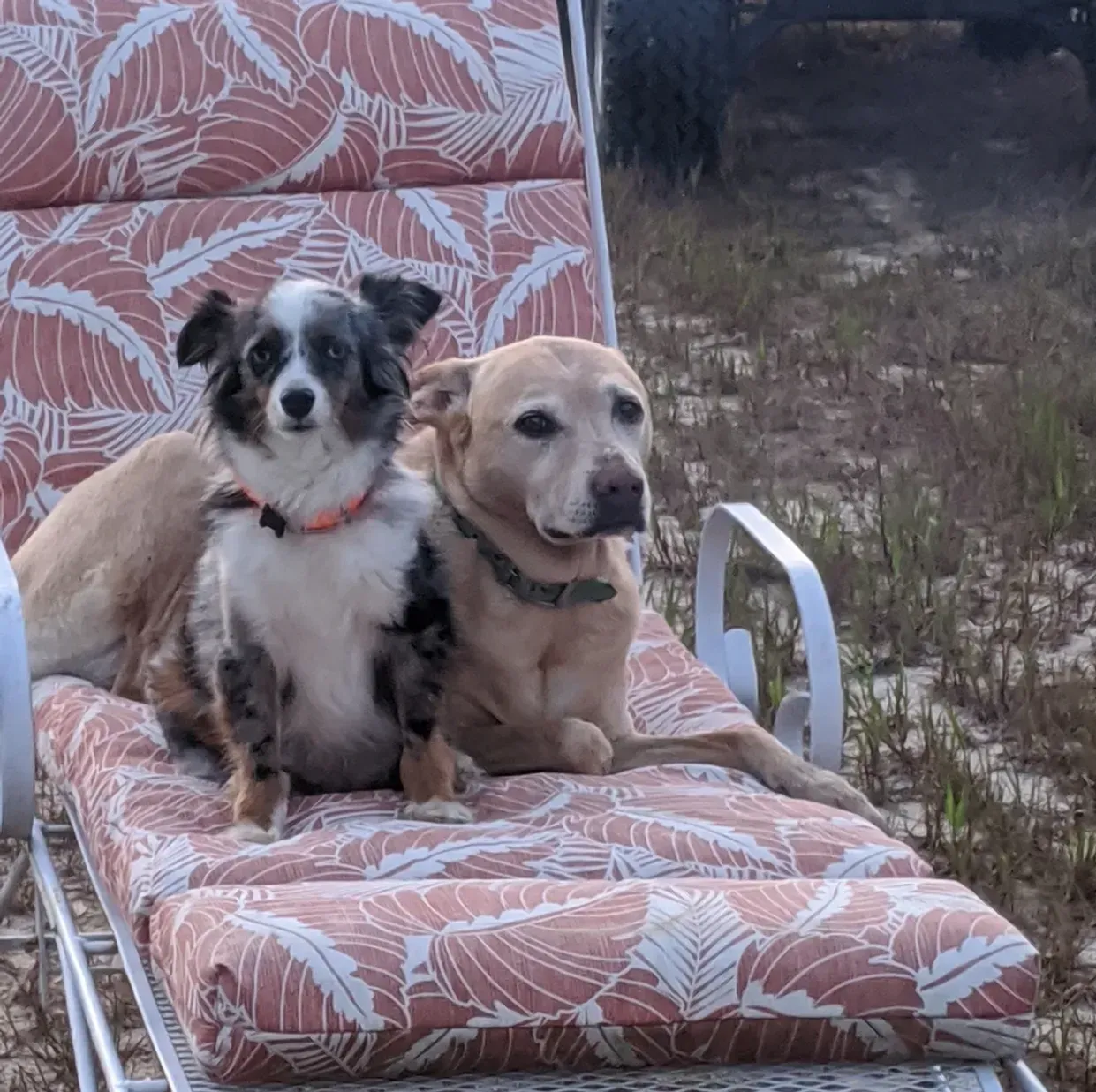 Two dogs, one blue merle and one yellow lab, relaxing on a patterned outdoor chaise lounge.