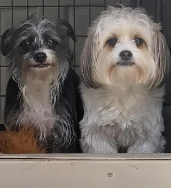 Two small dogs, one black and white, the other cream-colored, gaze forward from a kennel.