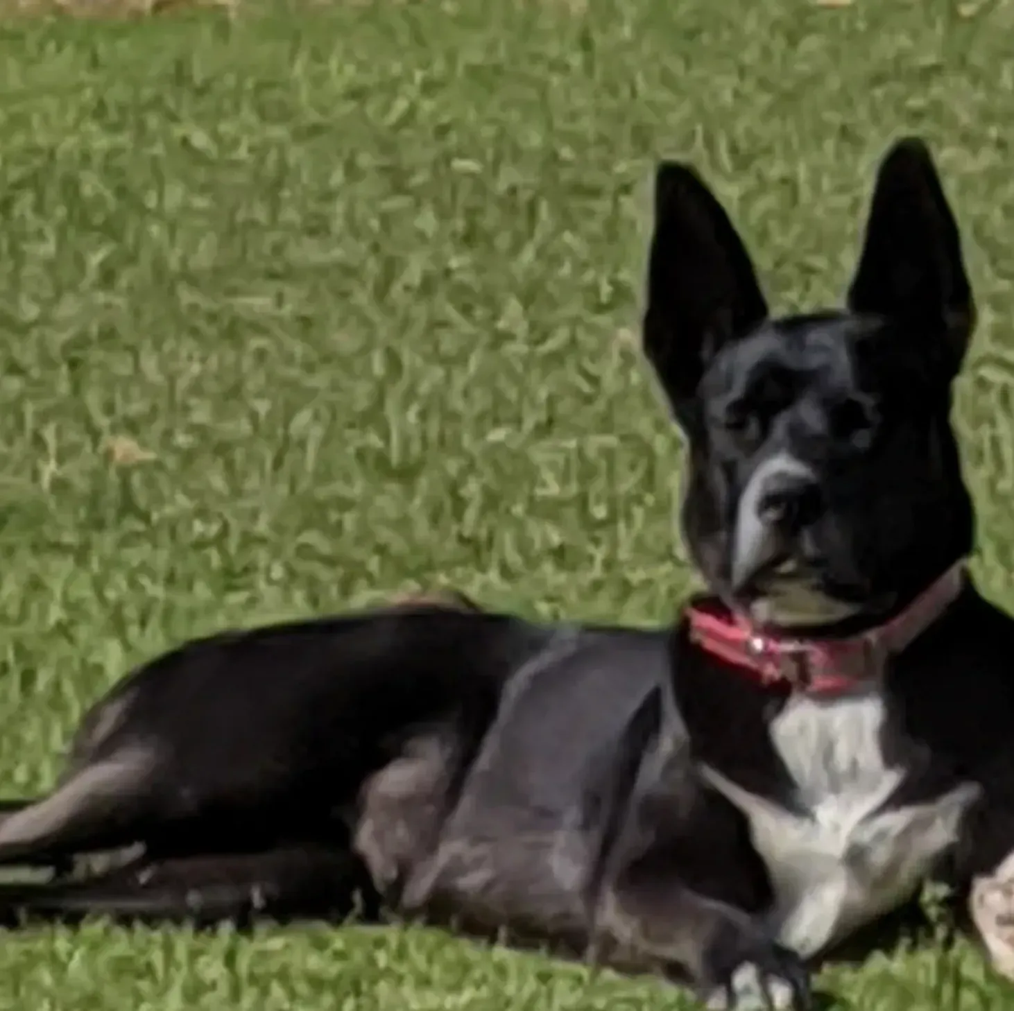 Black and white dog with tall ears wearing a pink collar, resting on green grass.