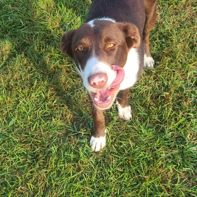 Brown and white dog licking its nose on a grassy lawn.