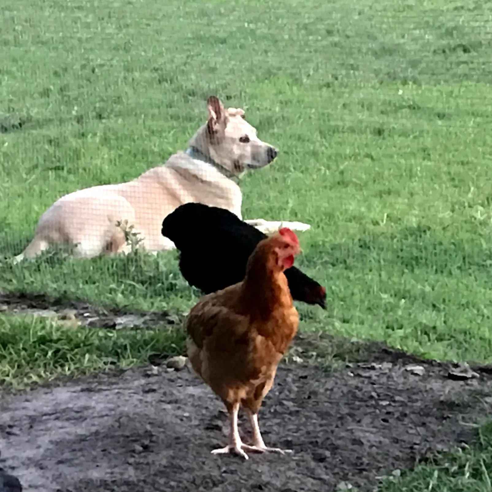 Dog lounging in grass with two chickens, one brown and one black.