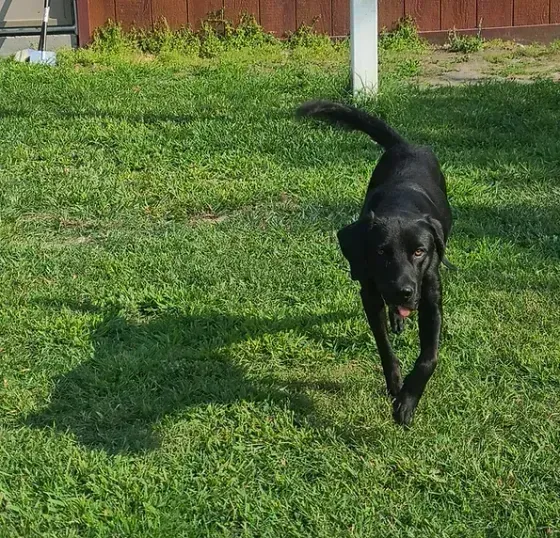 Black Labrador dog running on green grass outdoors.