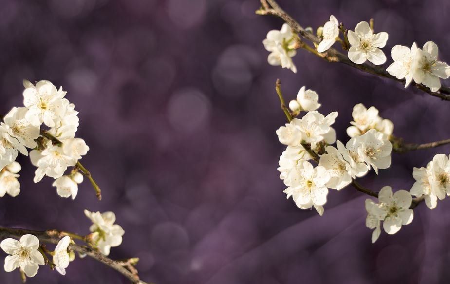 5 Things To Say At A Cremation Service