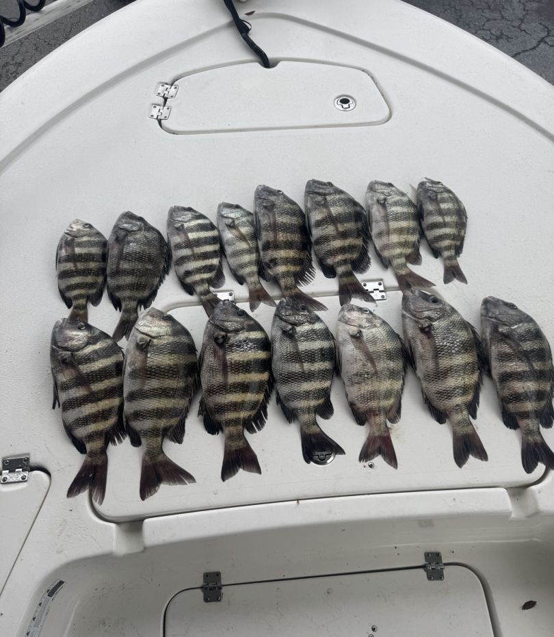 A dozen black and silver sheepshead fish on the white deck of a boat after a fishing trip.