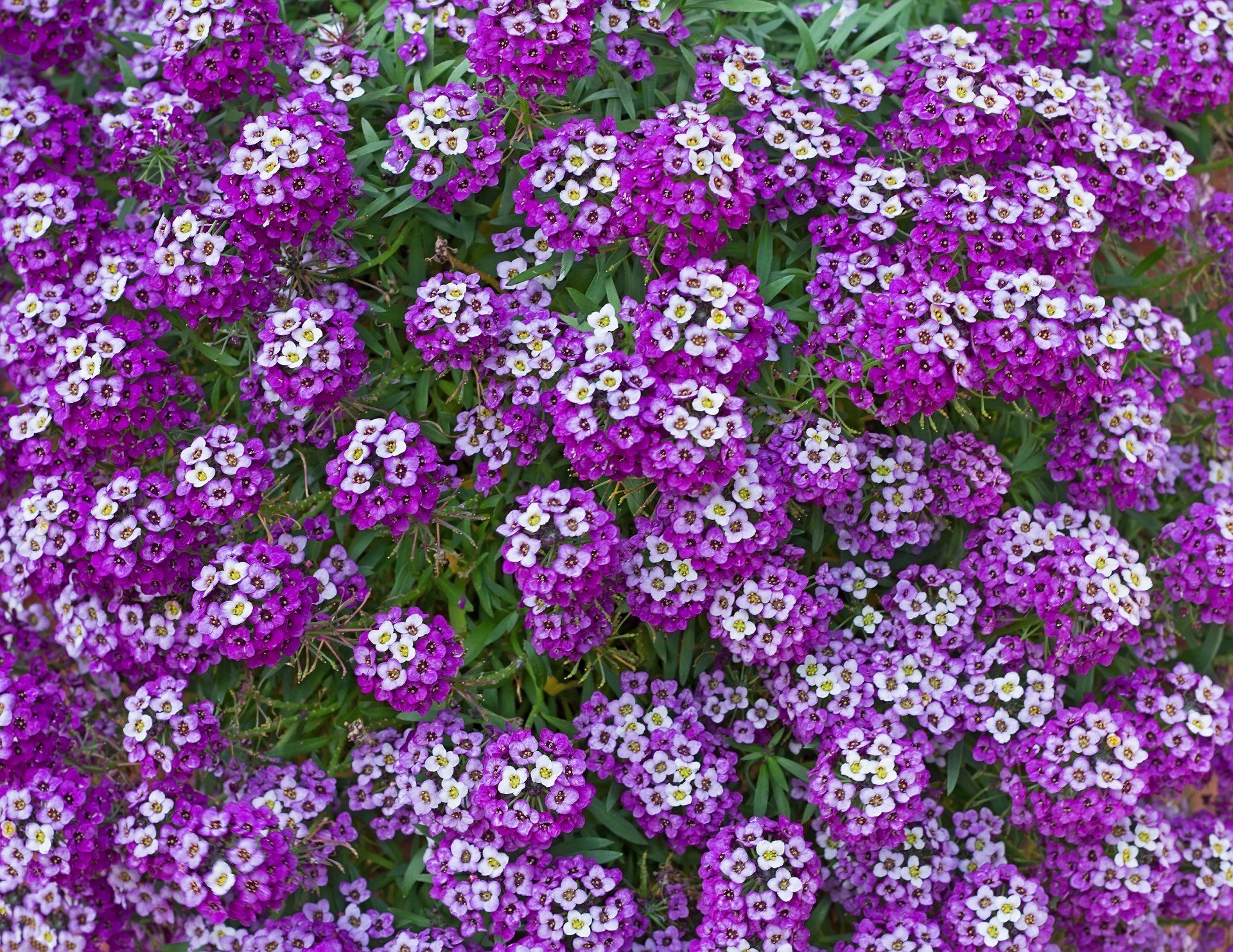 Alyssum, Royal Carpet