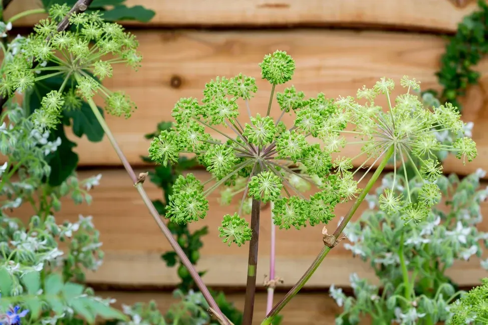 Angelica archangelica