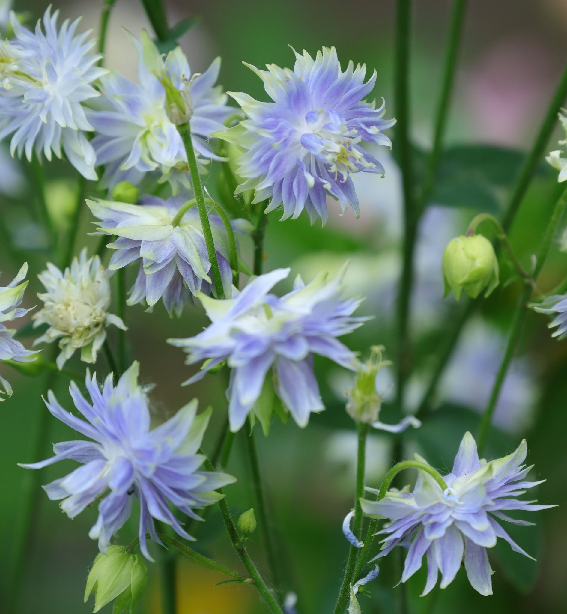 Aquilegia