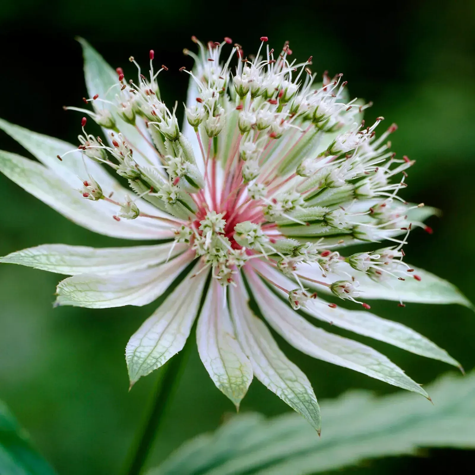 Astrantia major, Shaggy