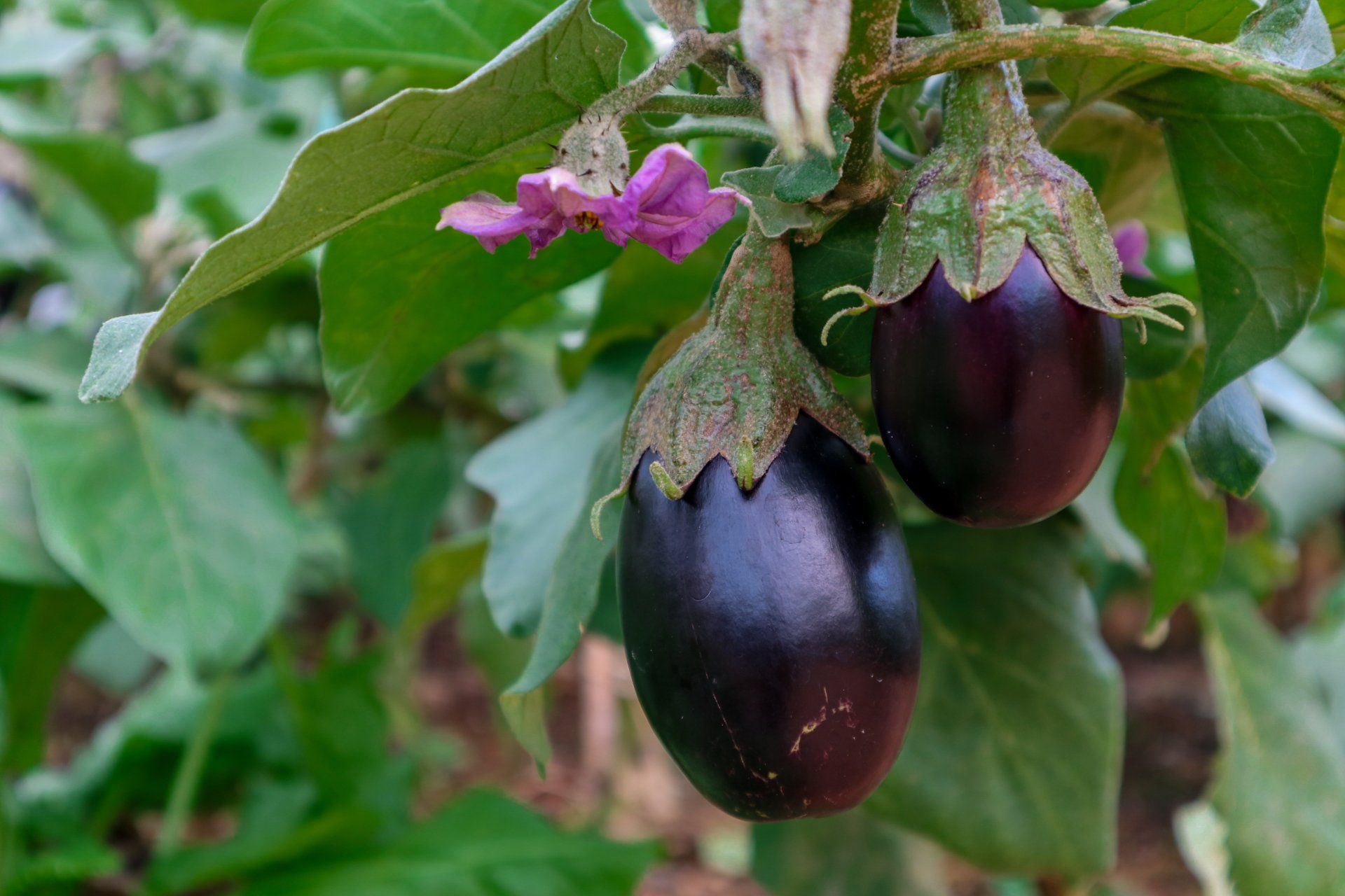 Aubergine