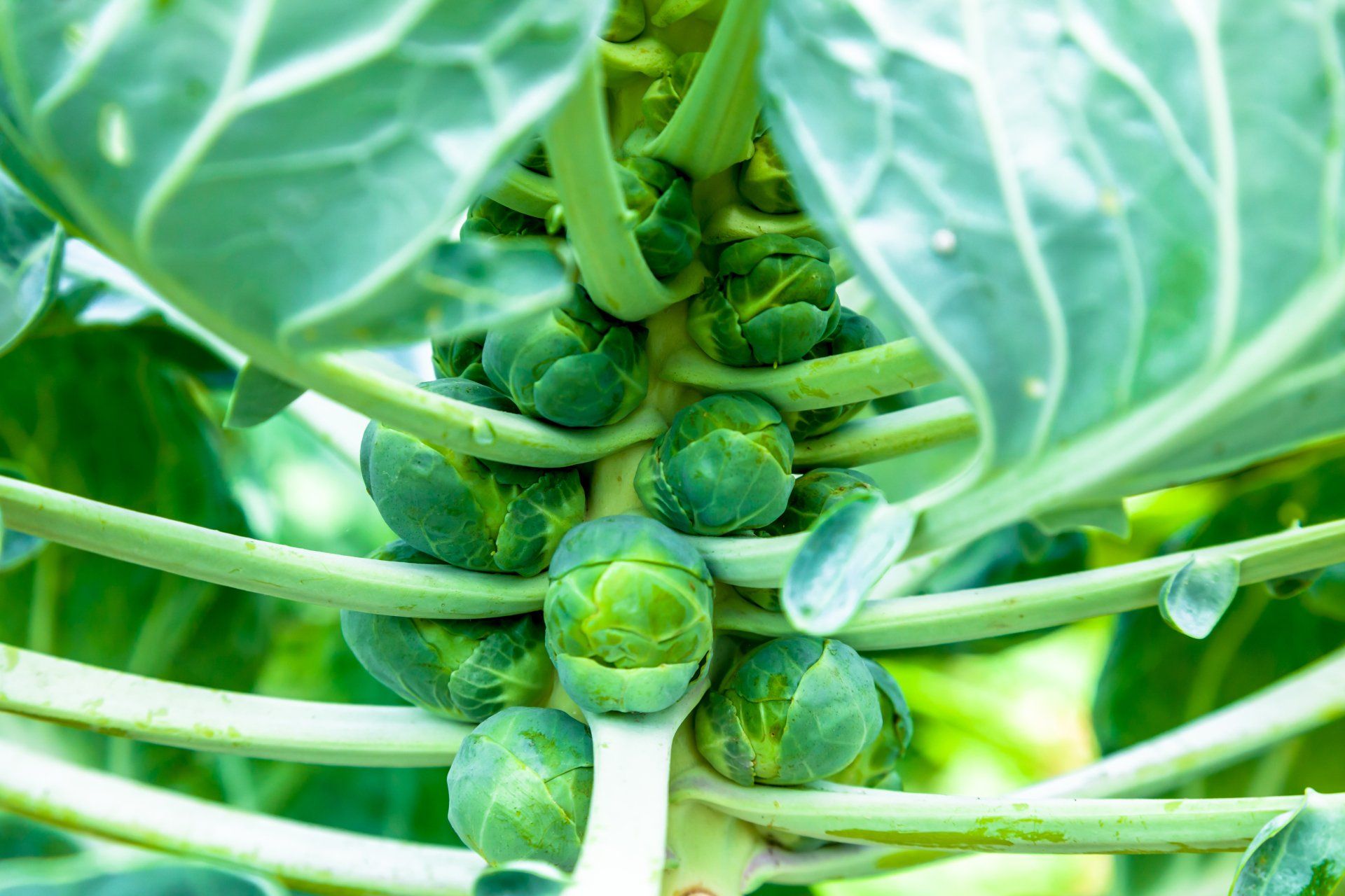 Broad Beans