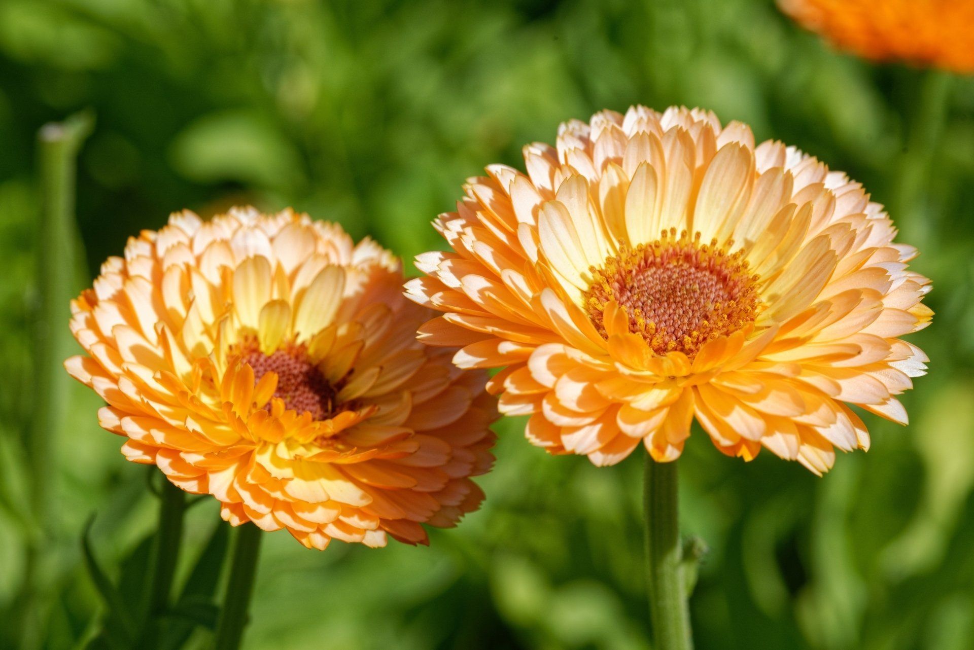 Calendula