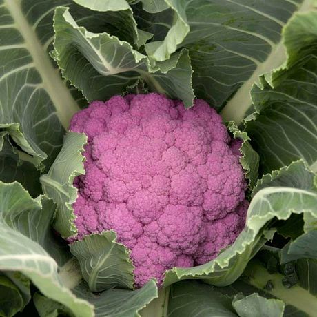 Cauliflower De Purple