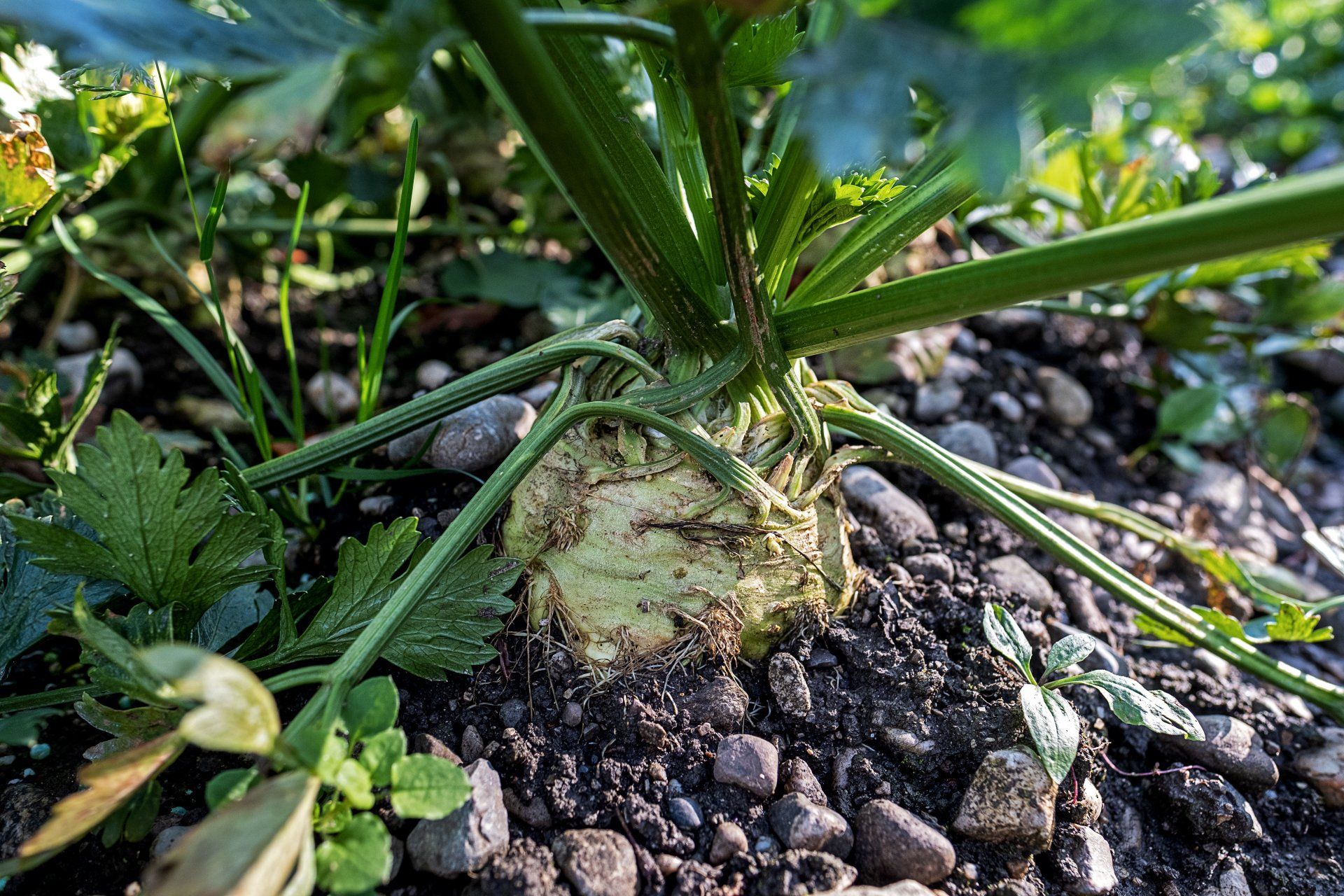 Celeriac