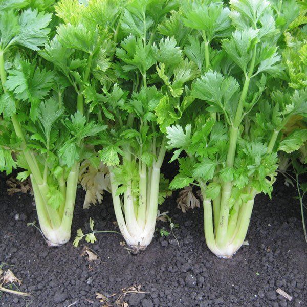 Celery