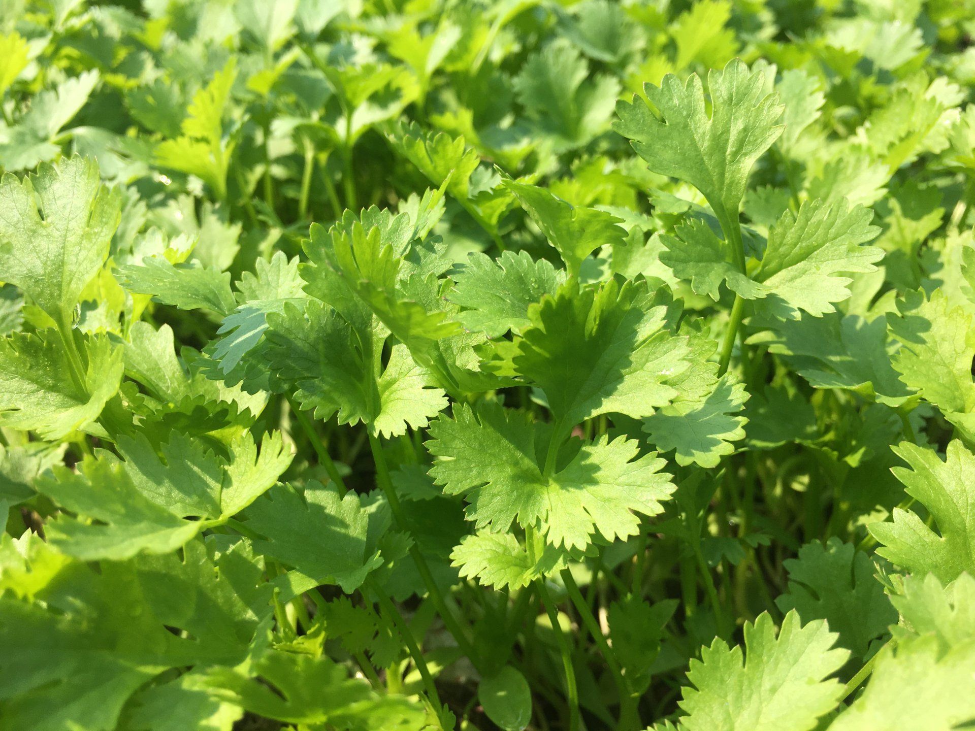 Coriander