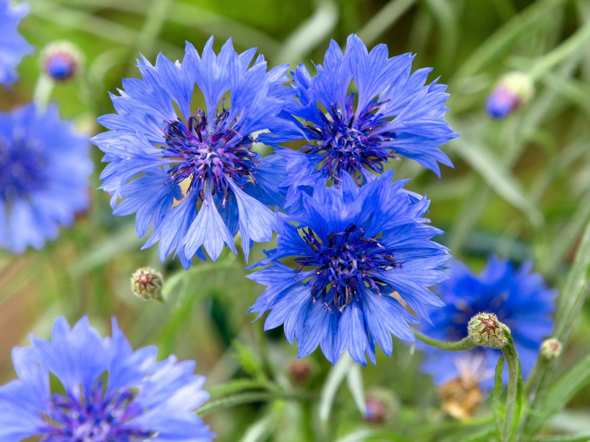 Cornflower