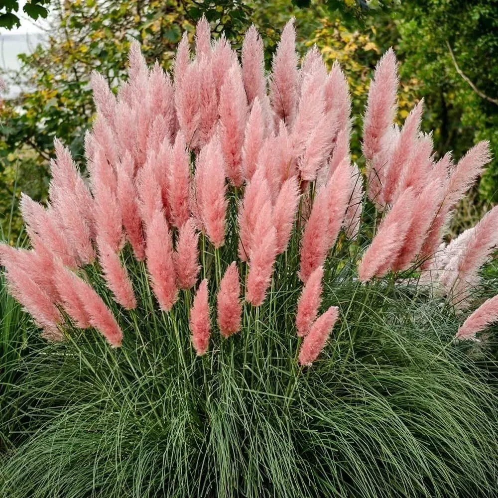 Cortaderia Pink Feather
