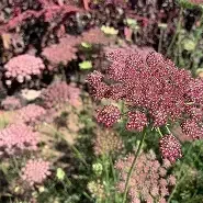 Daucas Carota / Queen Anne's Lace