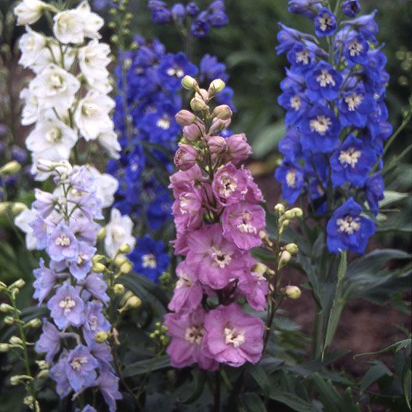 Delphinium