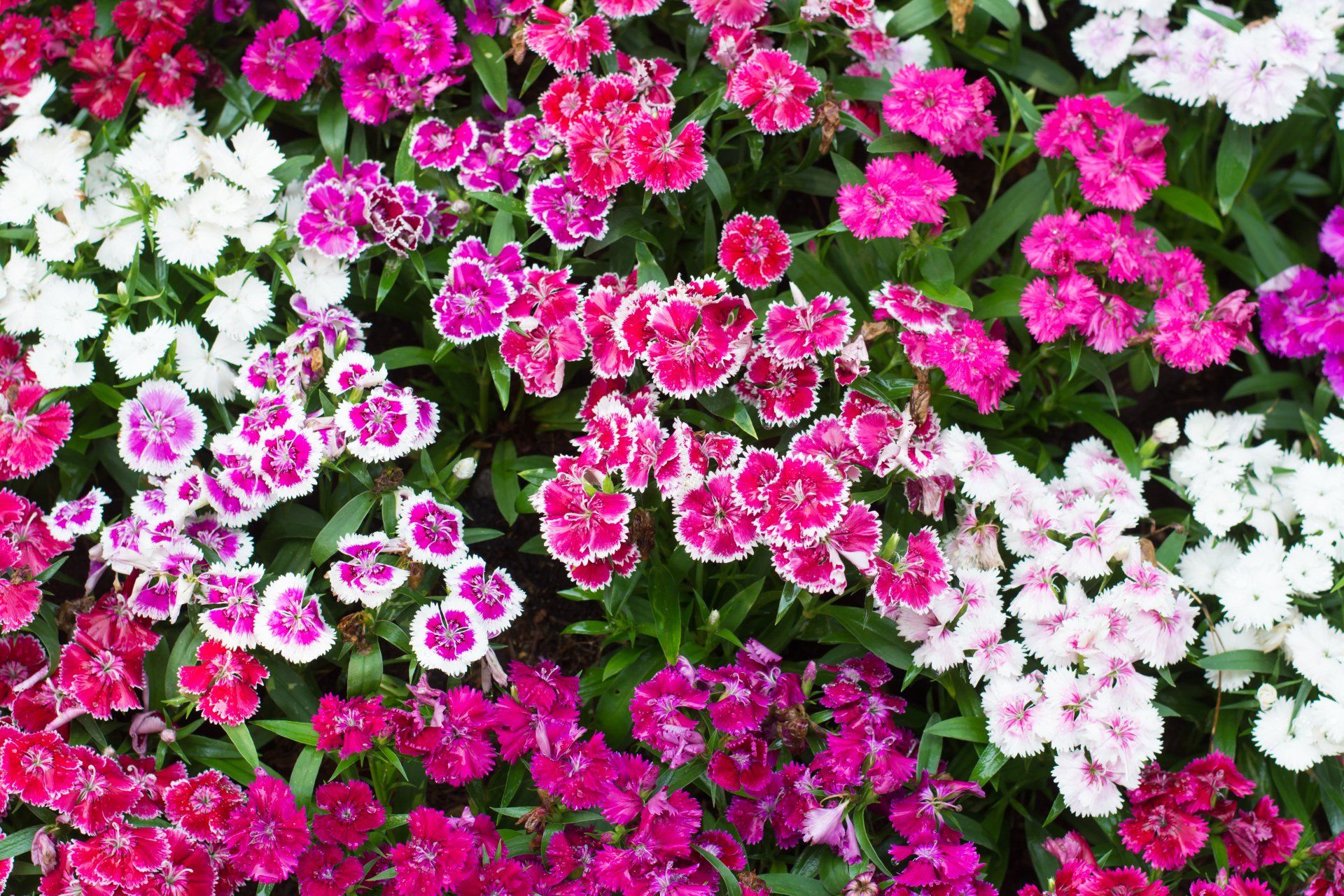 Dianthus