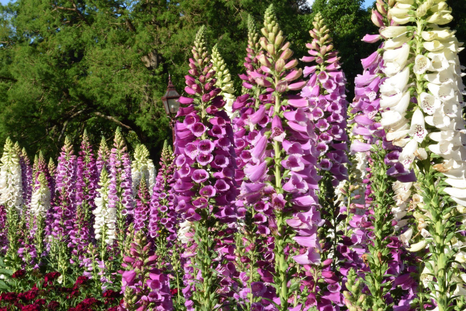 Foxglove