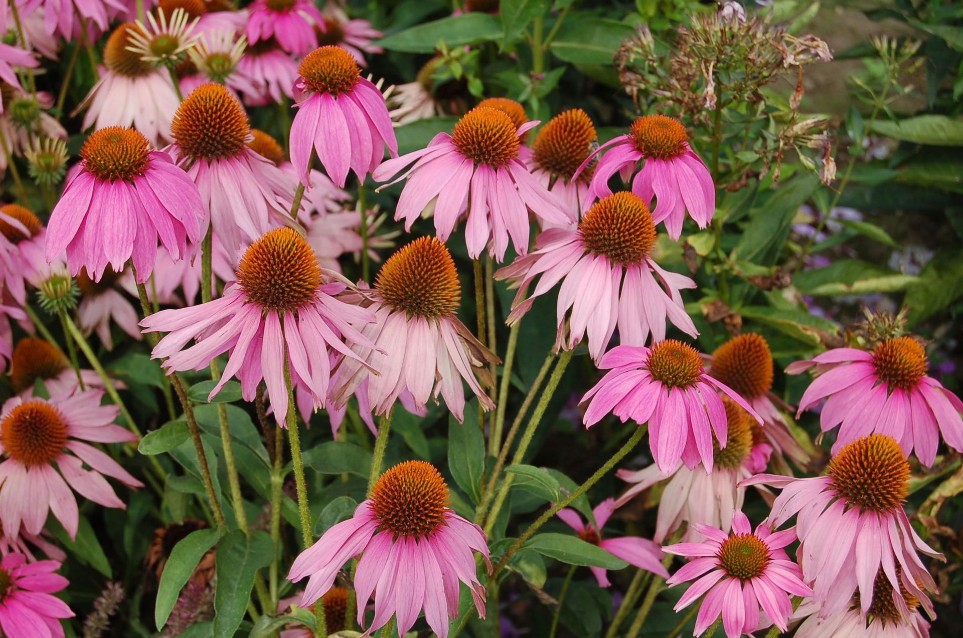 Echinacea