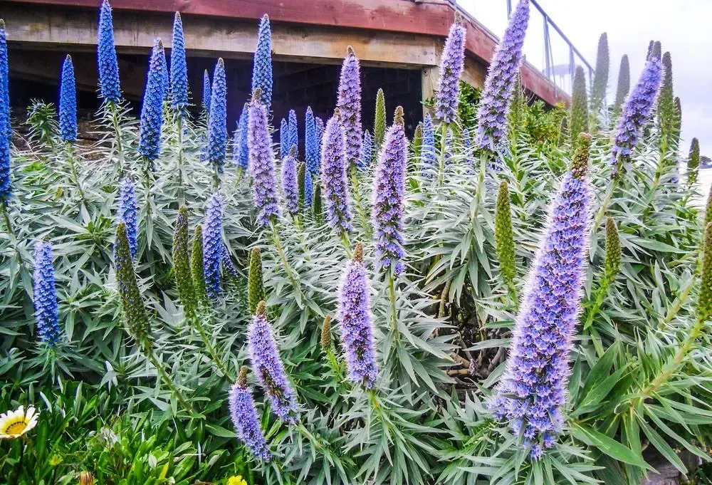 Echium