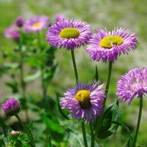 Erigeron
