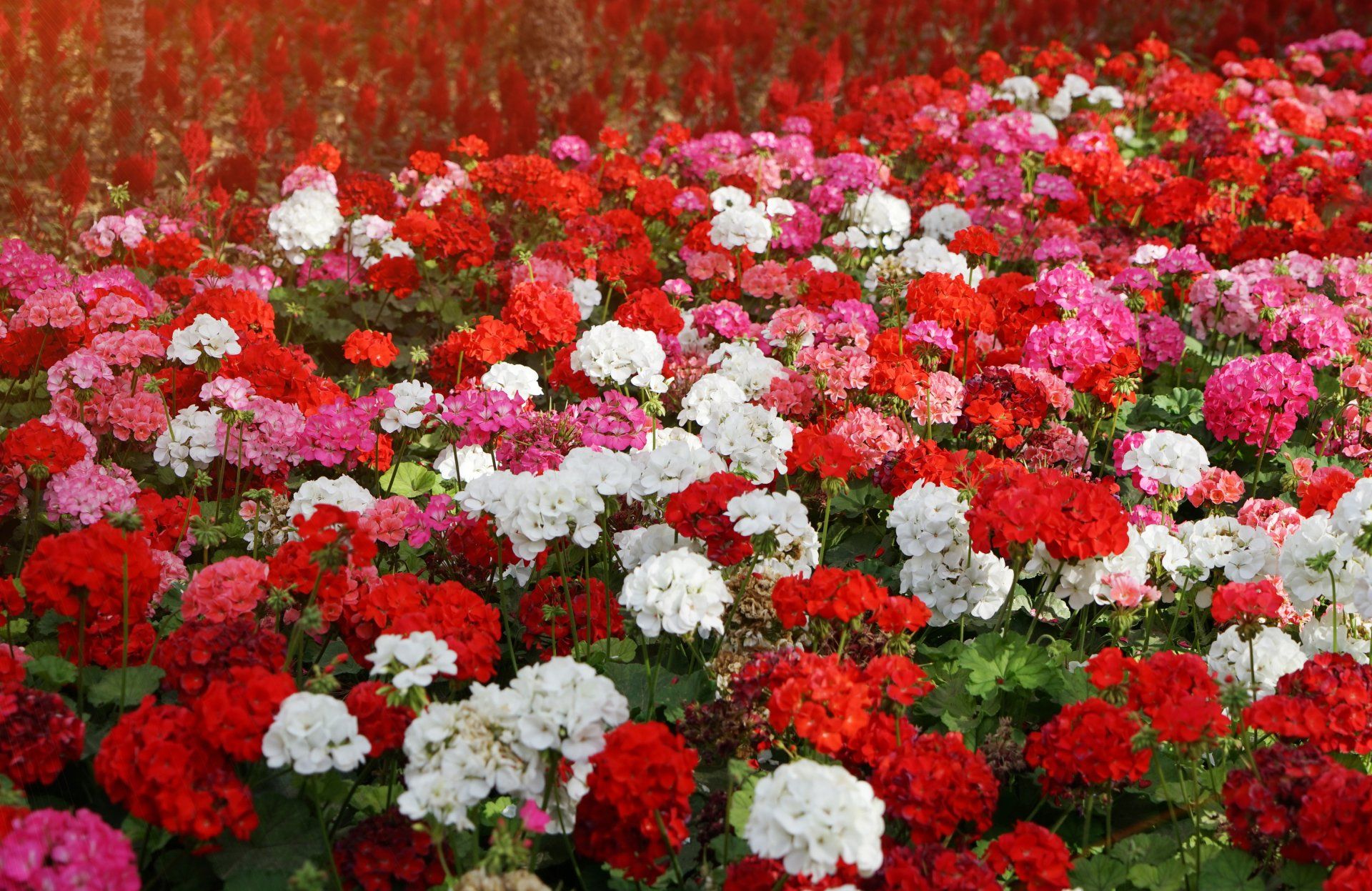 Geranium / Pelargonium