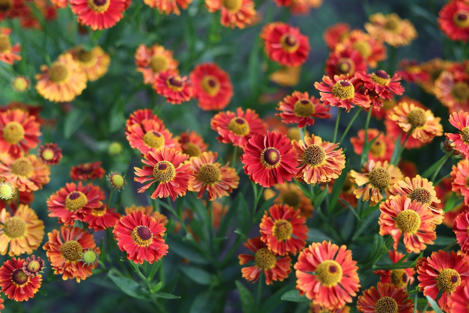 Helenium