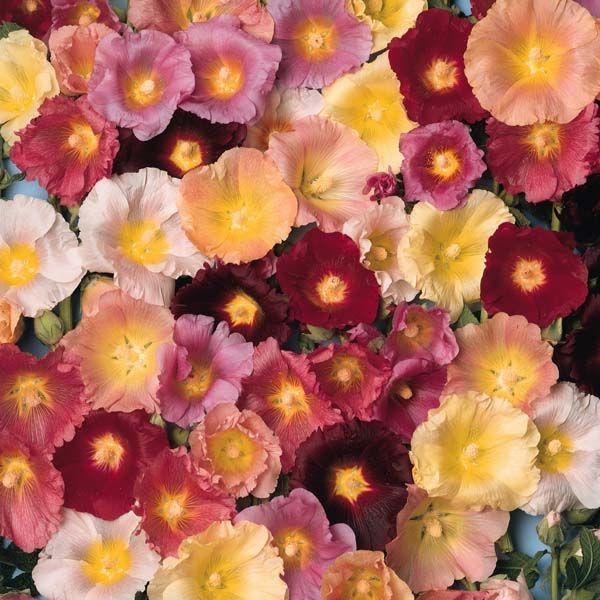 Hollyhock
