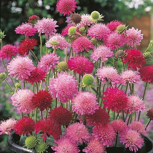 Knautia